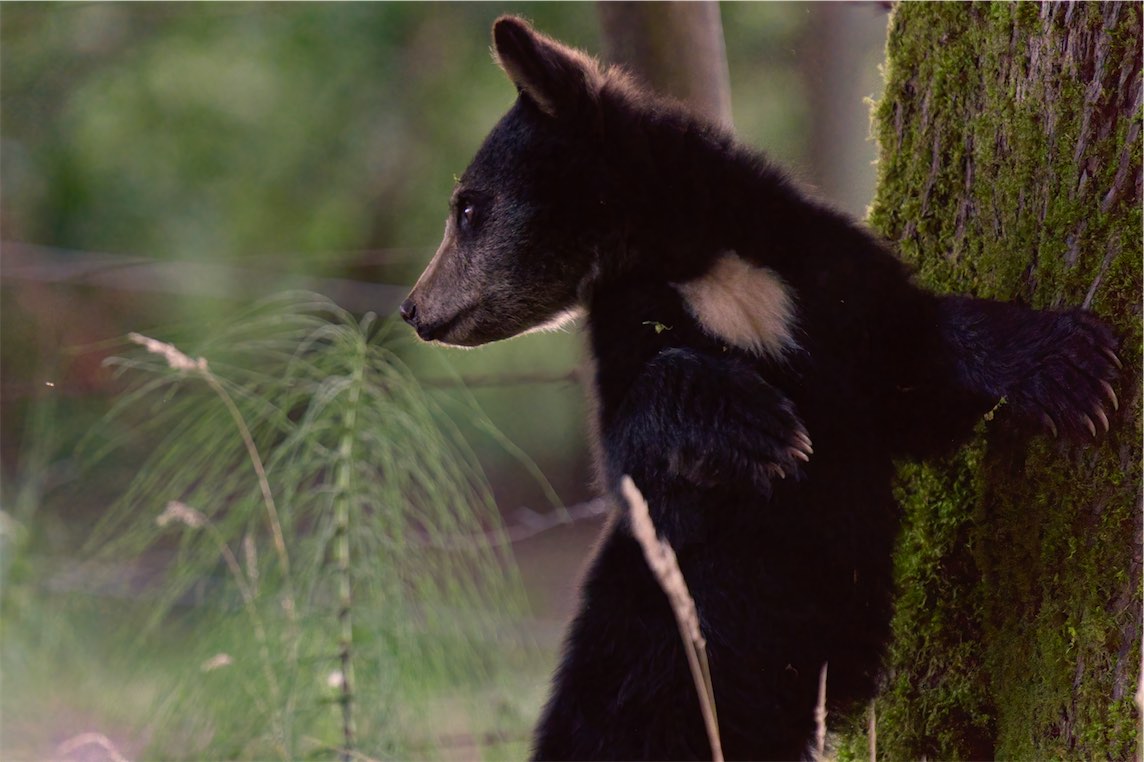 Bear Cub 2 0812